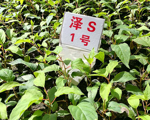軟棗獼猴桃苗